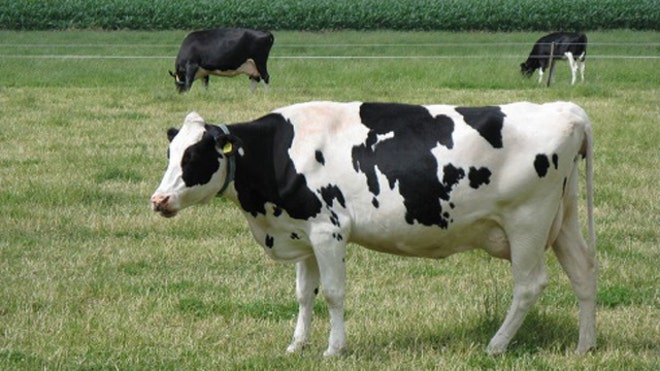 cow a watt